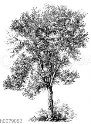 Zitterpappel