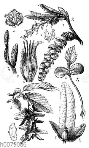 Hainbuche