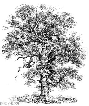 Stieleiche