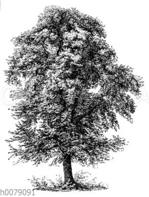 Berg-Ulme