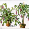 Epiphyllum (niedrig wachsend und als Hochstamm)