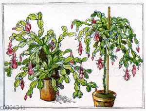 Epiphyllum (niedrig wachsend und als Hochstamm)