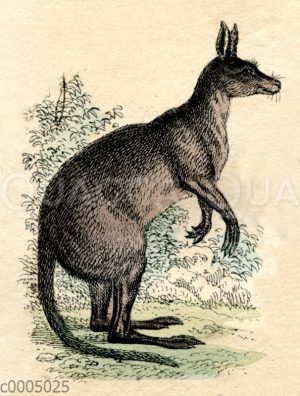 Känguru