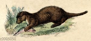 Fischotter