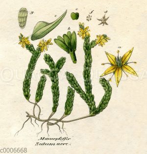 Scharfer Mauerpfeffer