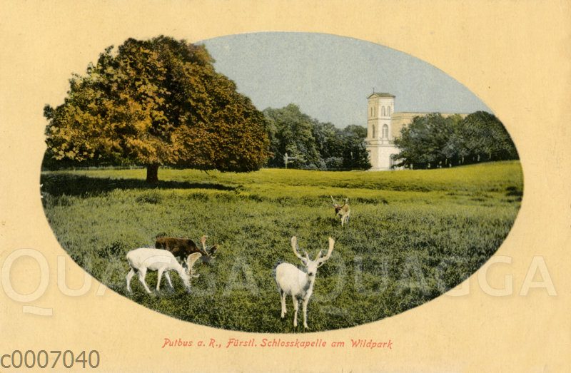 Putbus auf Rügen: Fürstliche Schlosskapelle am Wildpark mit weißem Damwild