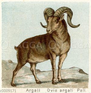 Argali