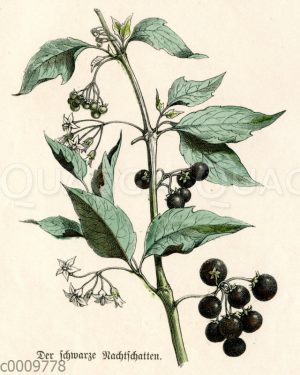 Schwarzer Nachtschtten