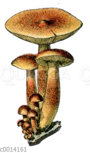 Purpurfilziger Holzritterling oder Rötlicher Holzritterling