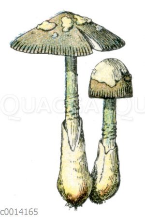 Grauer Scheidenstreifling