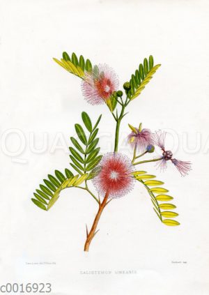 Callistemon linearis