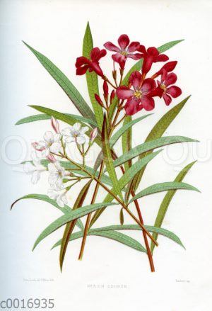 Oleander