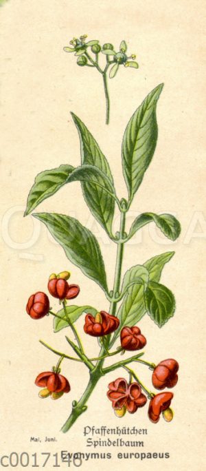 Pfaffenhütchen