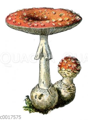 Fliegenpilz