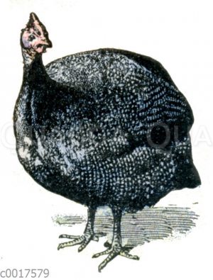 Perlhuhn