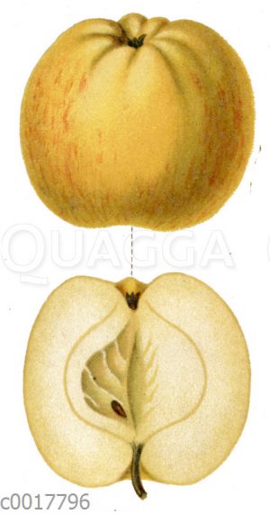 Gravensteiner Apfel