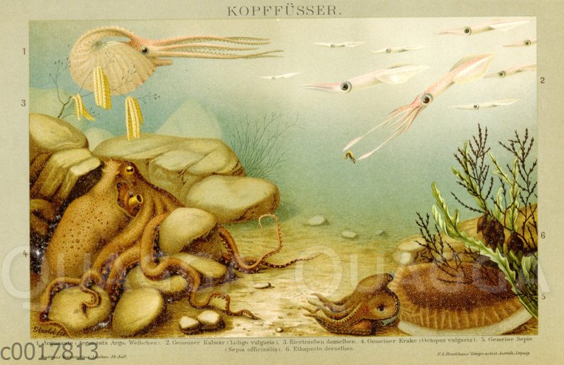 Kopffüßler