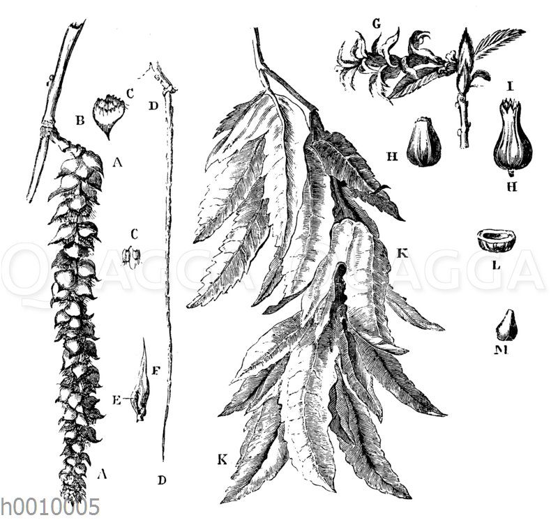 Hainbuche