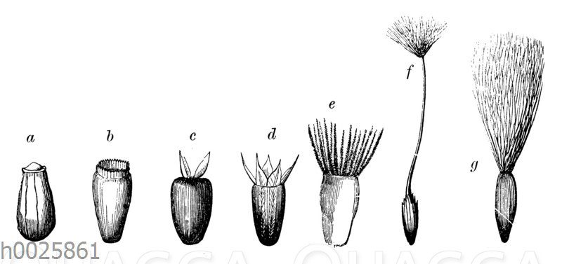 Schließfrüchte der Kompositen (Compositae)