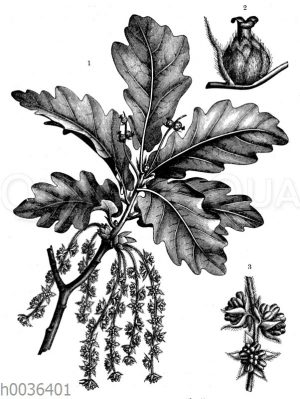 Stieleiche