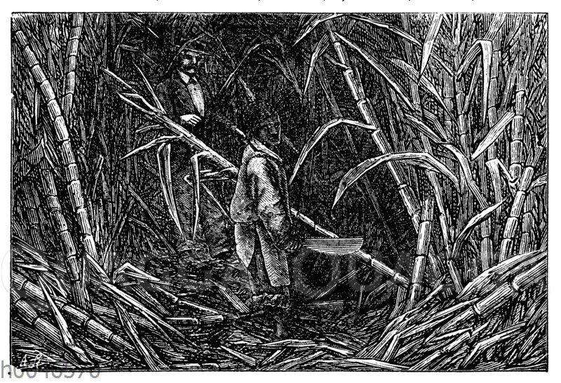 Schneiden von Zuckerrohr auf Jamaica
