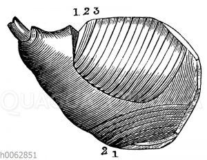 Schinken