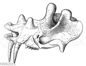Oberer Teil des Schädels von Loxolophodon mirabilis
