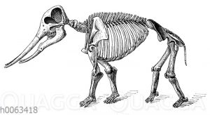 Mastodon angustidens