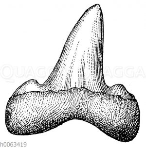 Otodus obliquus: Zahn