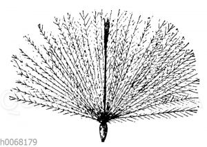 Ackerkratzdistel