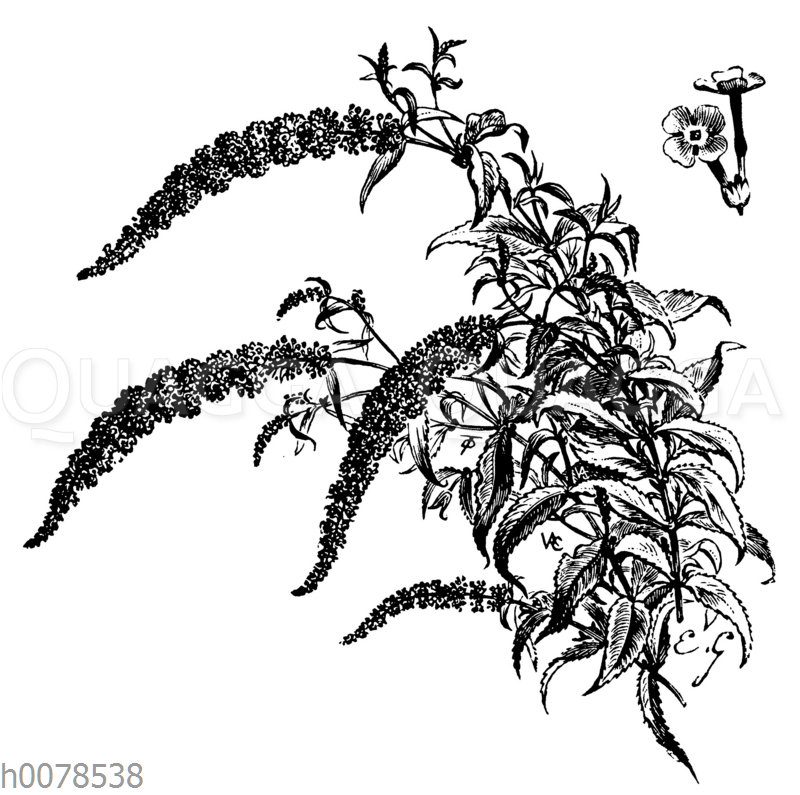 Schmetterlingsflieder