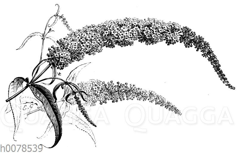 Schmetterlingsflieder