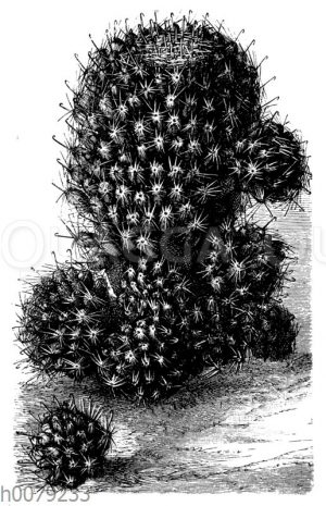 Mammillaria placostigma