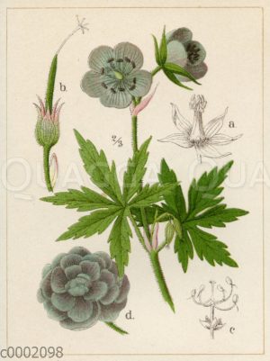 Geraniaceae - Storchschnabelgewächse