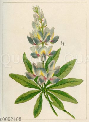 Anden-Lupine