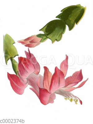 Schlumbergera truncata