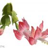 Schlumbergera truncata