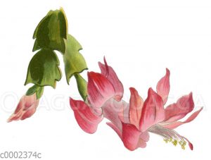 Schlumbergera truncata