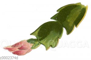 Schlumbergera truncata