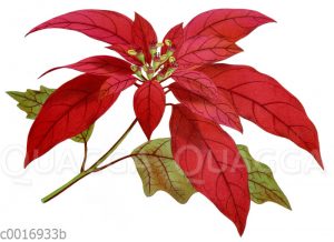 Weihnachtsstern [Digital]