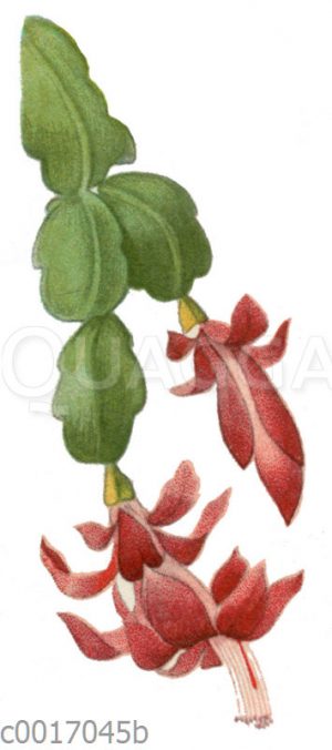 Weihnachtskaktus [Digital]