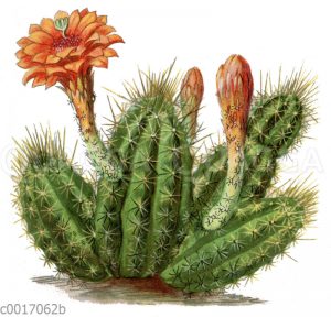 Echinocereus salm-dyckianus