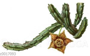 Stapelia variegata