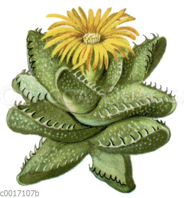 Mesembrianthemum tigrinum