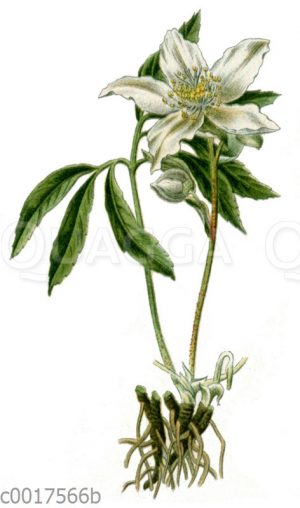 Schwarze Nieswurz, Christrose [Digital]