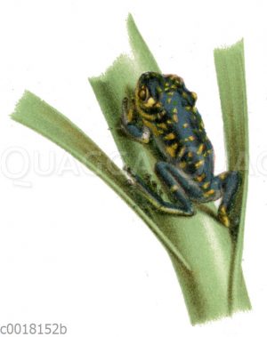 Dendrobates fantasticus