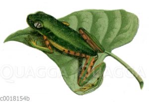 Phyllomedusa hypochondrialis