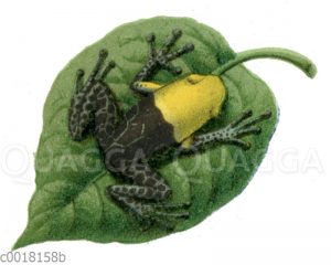 Hyperolius flavomaculatus