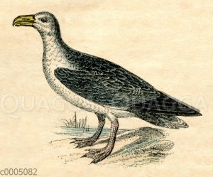 Albatross