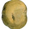 Kartoffel